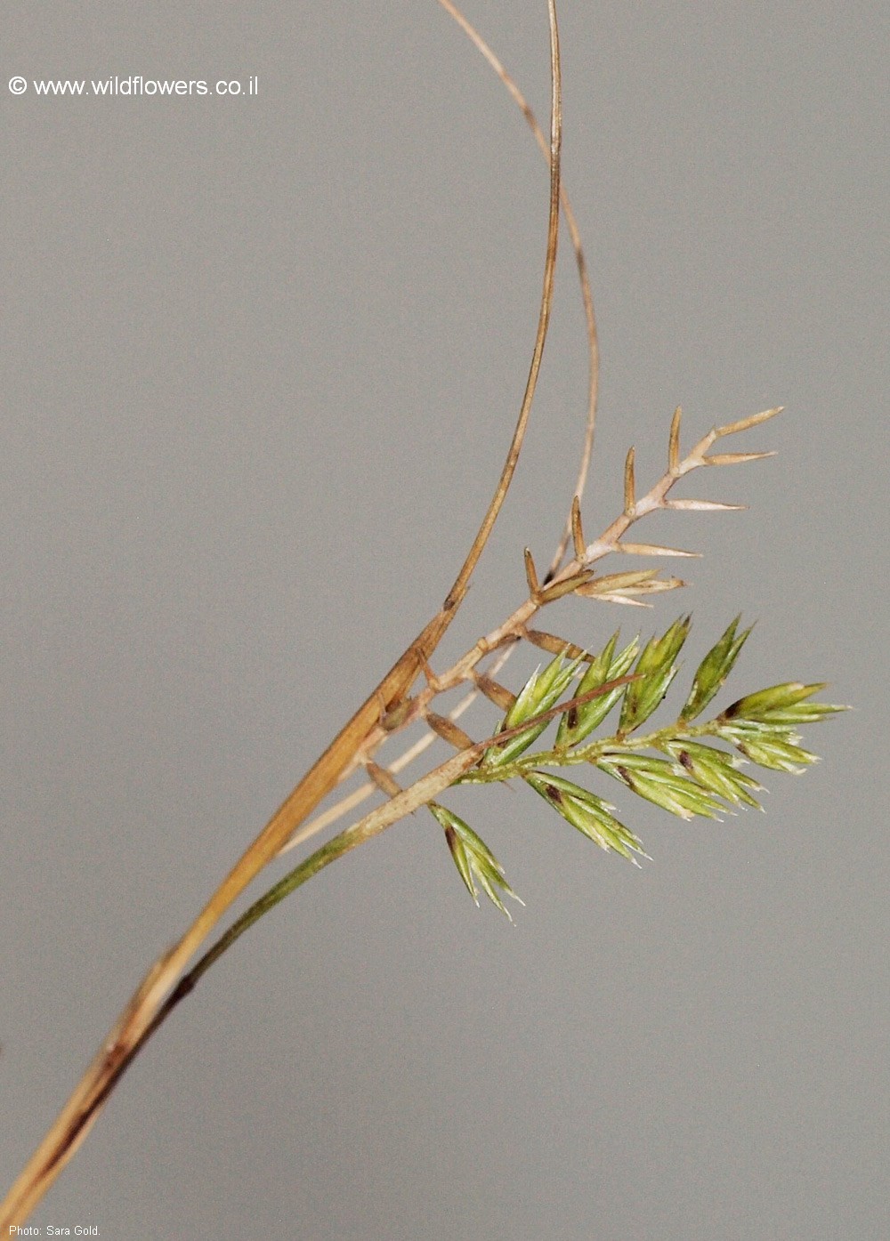 Ctenopsis pectinella